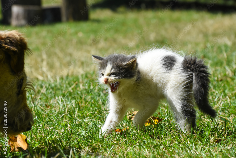 Furry little kitten scared from a dog. Danger for pets, dog and small kitty Furry little kitten scared from a dog. Danger for pets, dog and small kitty
