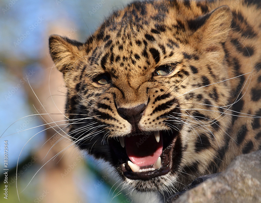 Fototapeta premium portrait of leopard