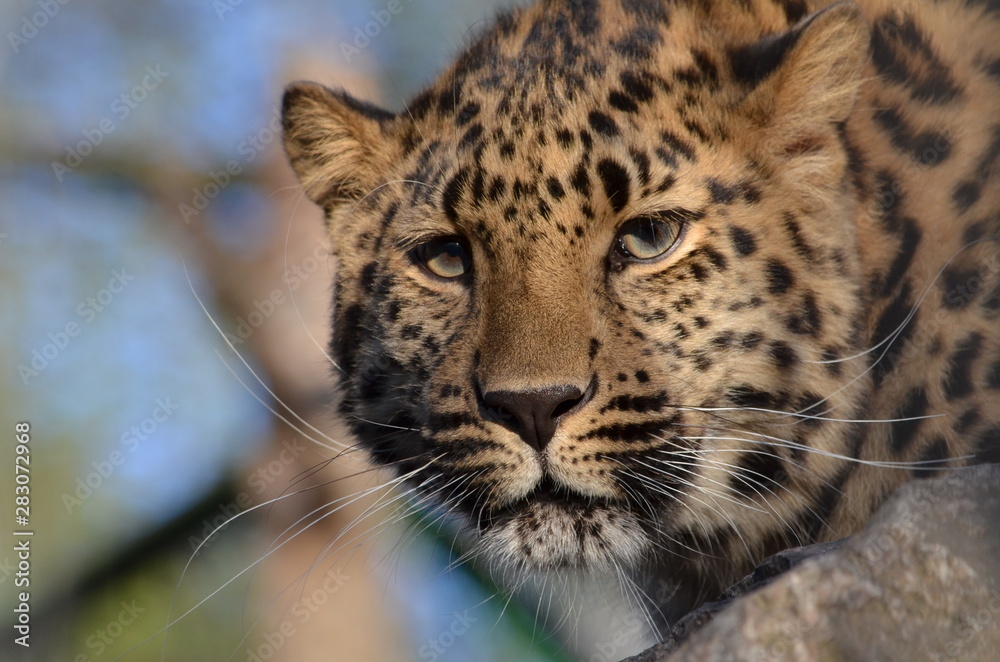 Naklejka premium portrait of a leopard