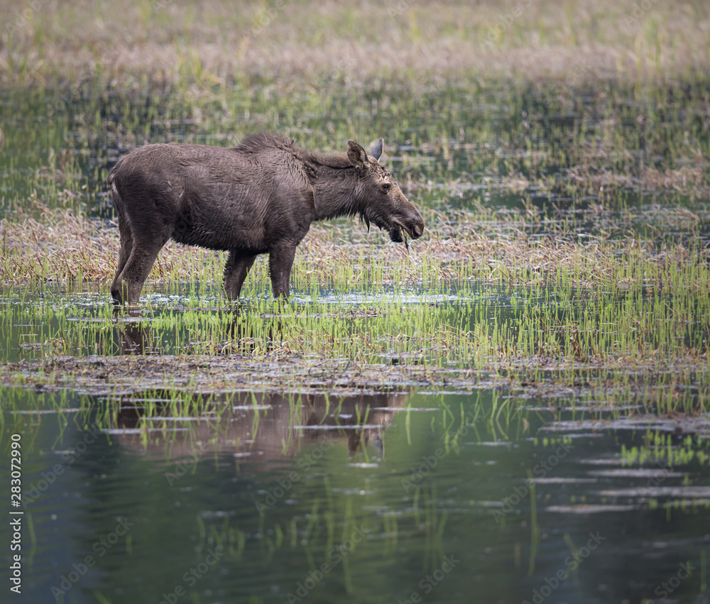 Moose in a marsh Moose in a marsh
