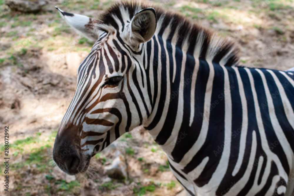 Zebra in seiner natürlichen Umgebung Zebra in seiner natürlichen Umgebung