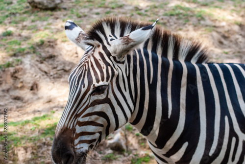 Fototapeta Naklejka Na Ścianę i Meble -  Zebra in seiner natürlichen Umgebung