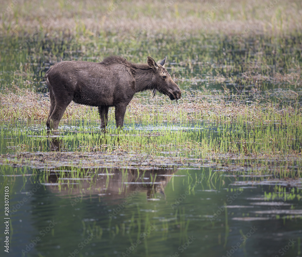 Moose in a marsh Moose in a marsh