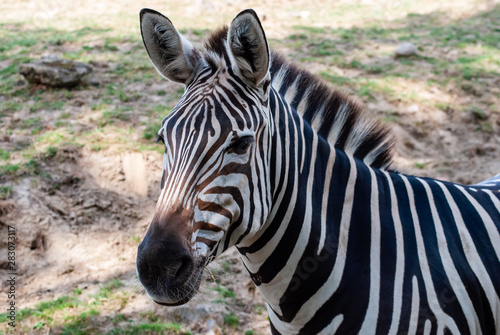 Zebra in seiner nat  rlichen Umgebung