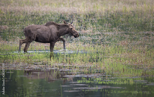 Moose in a marsh