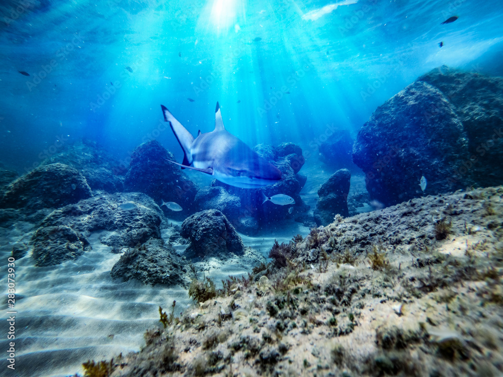 Obraz premium Underwater ocean background with a shark 