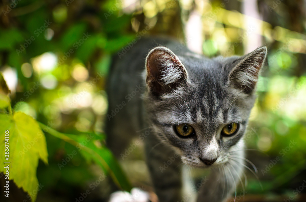 Gray kitten sneaks among the thickets like a wild cat