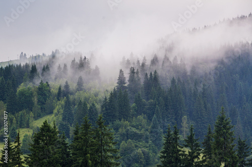 Morning in the mountains, fog between green pines.
