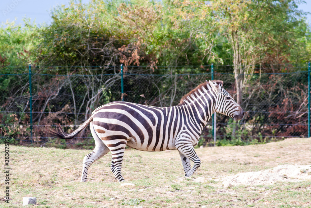 Zebra with their black and white striped coats Zebra with their black and white striped coats