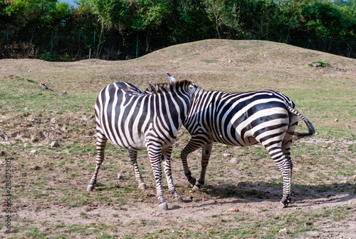 Zebra with their black and white striped coats