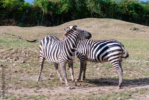 Zebra with their black and white striped coats
