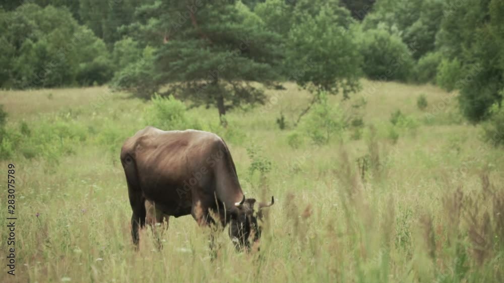 Black gradient cow with large udder walking on the pasture Black gradient cow with large udder walking on the pasture