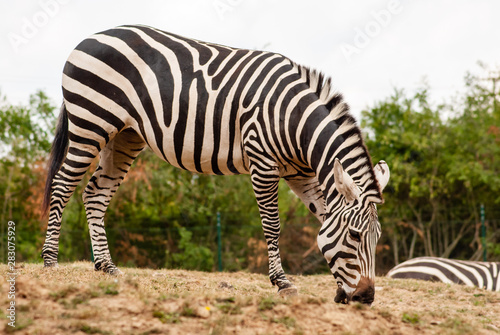 Zebra 