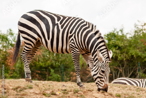 Zebra  © David