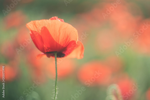 Spring field with wild poppies baeutiful blurred background