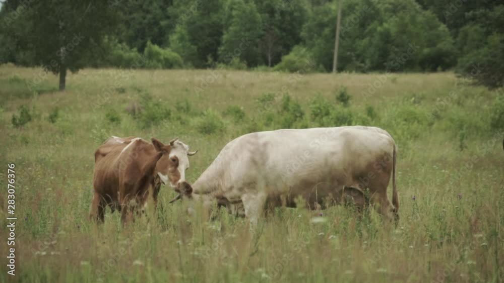 Brown cow licking another cow on a pasture Brown cow licking another cow on a pasture
