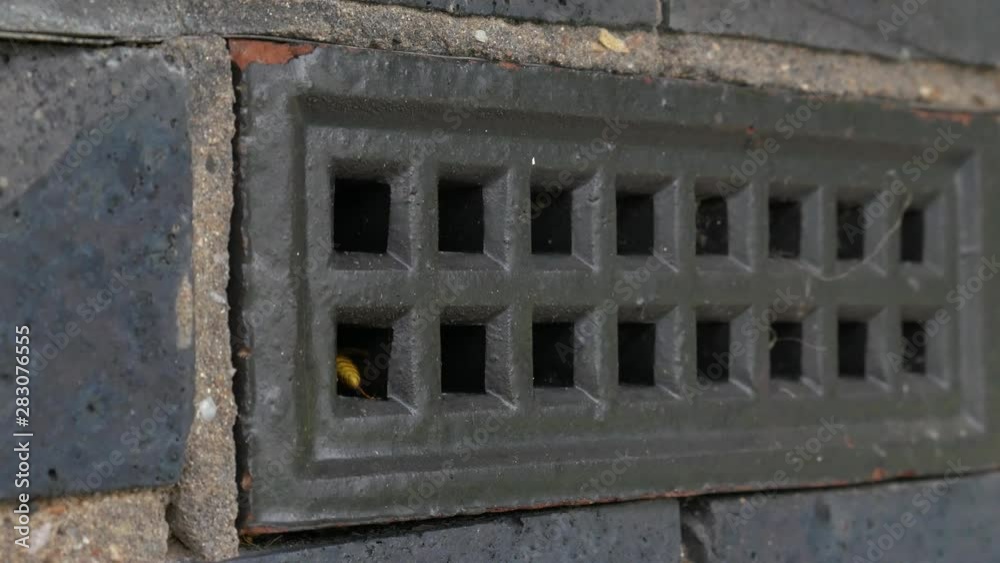 Close Up: Departure Of Wasps. Flying behind a grid. Animal in the summer. Close Up: Departure Of Wasps. Flying behind a grid. Animal in the summer.