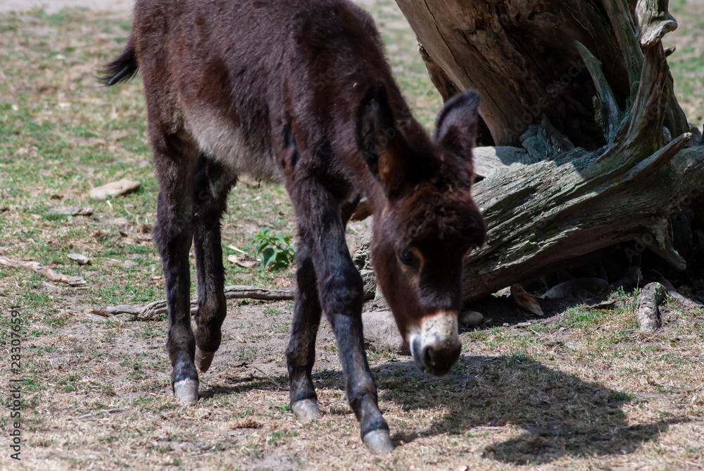 Fototapeta premium Donkey zamora