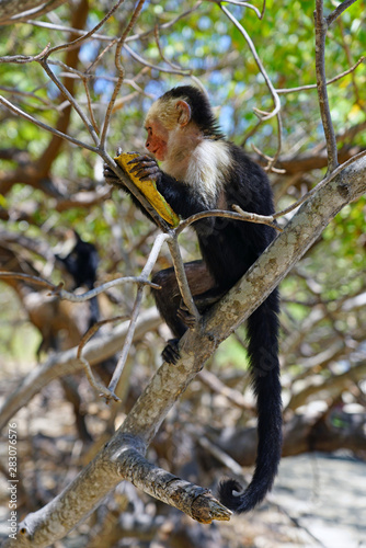 A white-headed capuchin monkey (cebus capucinus) eating fruit on a tree in Peninsula Papagayo, Guanacaste, Costa Rica