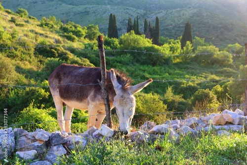 Greek donkey