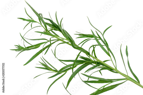 Branch of tarragon isolated on white background