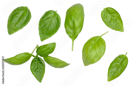 Leaves of Basil isolated on white, top view