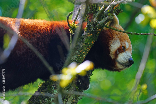 View of a Red Panda (Ailurus fulgens) in an outdoor park photo