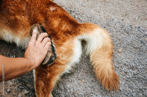 Care dog fur outdoors. Human hand brushing fur brown dog. Regular caring for dog. Human friendship and dogs concept. Combing a dog's fur outdoors.