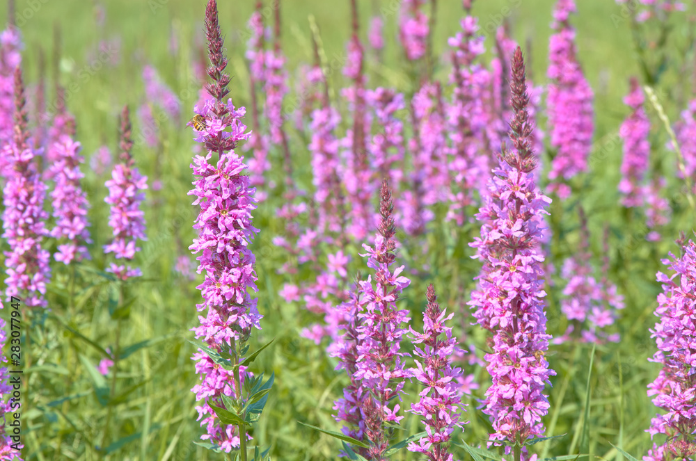 stems of wild lavender in the field