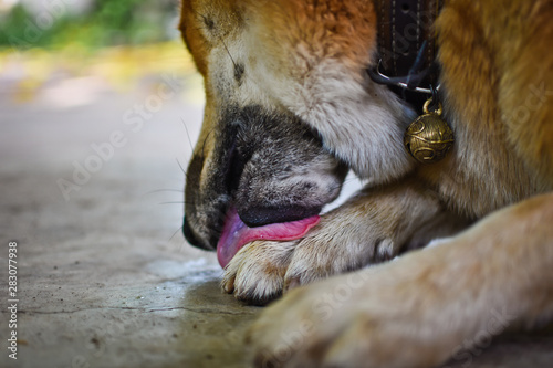 Male dog lying on the ground and licks his paws. Dog behavior and habit concept. Selective focus.