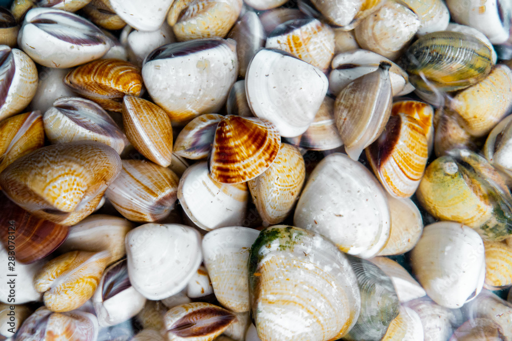 Shellfish in the seafood market. Shellfish in the seafood market.