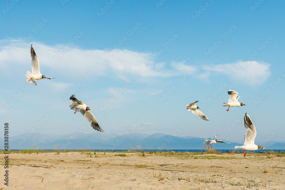 White seagulls fly against the background of blue sky and clouds on a sunny day. birds on the sand by the sea White seagulls fly against the background of blue sky and clouds on a sunny day. birds on the sand by the sea