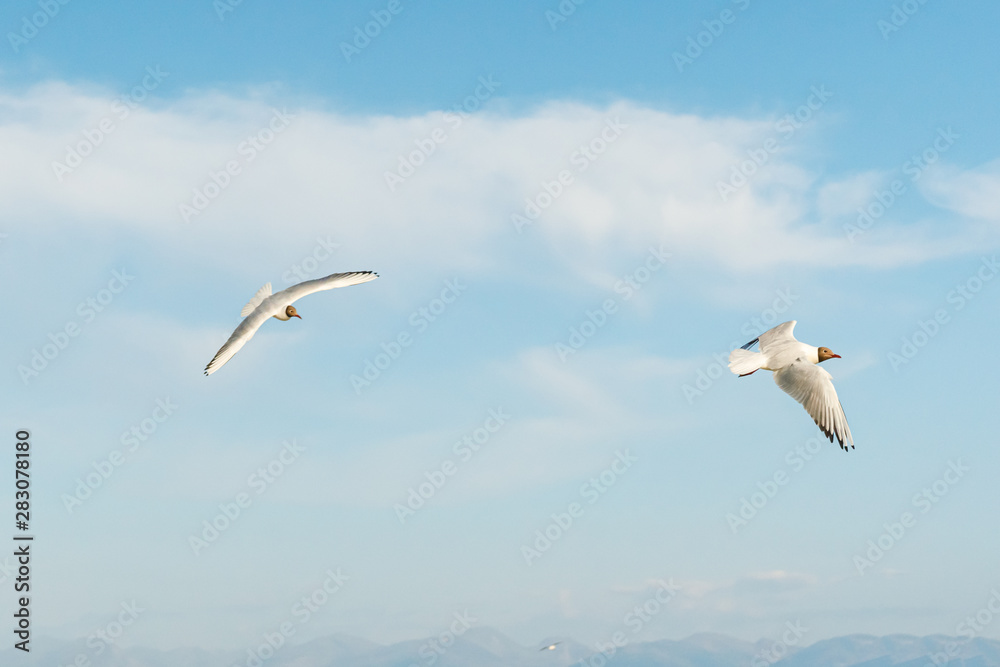 White seagulls fly against the background of blue sky and clouds on a sunny day. birds on the sand by the sea White seagulls fly against the background of blue sky and clouds on a sunny day. birds on the sand by the sea
