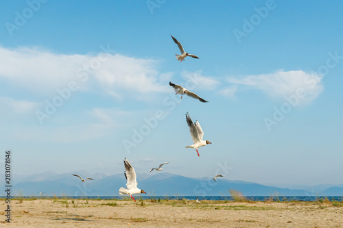 White seagulls fly against the background of blue sky and clouds on a sunny day. birds on the sand by the sea