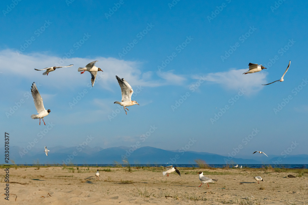 White seagulls fly against the background of blue sky and clouds on a sunny day. birds on the sand by the sea White seagulls fly against the background of blue sky and clouds on a sunny day. birds on the sand by the sea