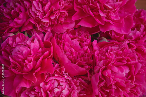 Red floral background of fresh red peony flowers. Selective focus.