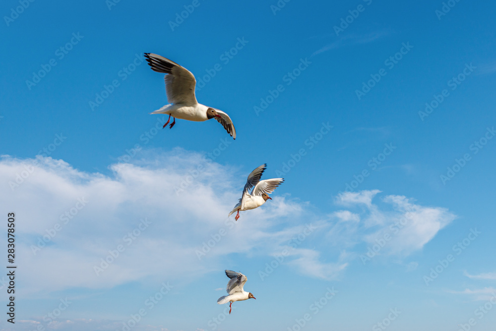 Obraz premium White seagulls fly against the background of blue sky and clouds on a sunny day. birds on the sand by the sea