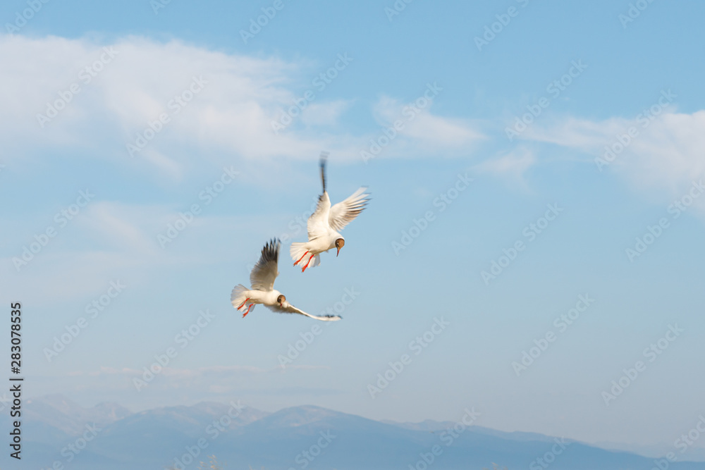 White seagulls fly against the background of blue sky and clouds on a sunny day. birds on the sand by the sea