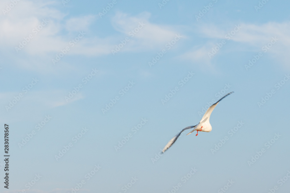 White seagulls fly against the background of blue sky and clouds on a sunny day. birds on the sand by the sea White seagulls fly against the background of blue sky and clouds on a sunny day. birds on the sand by the sea