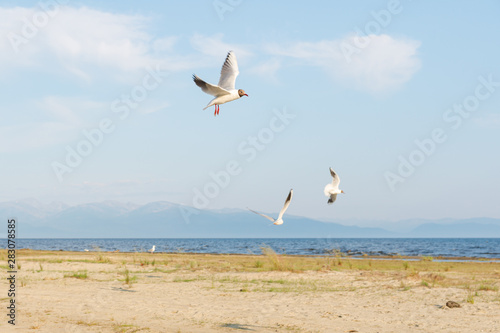 White seagulls fly against the background of blue sky and clouds on a sunny day. birds on the sand by the sea