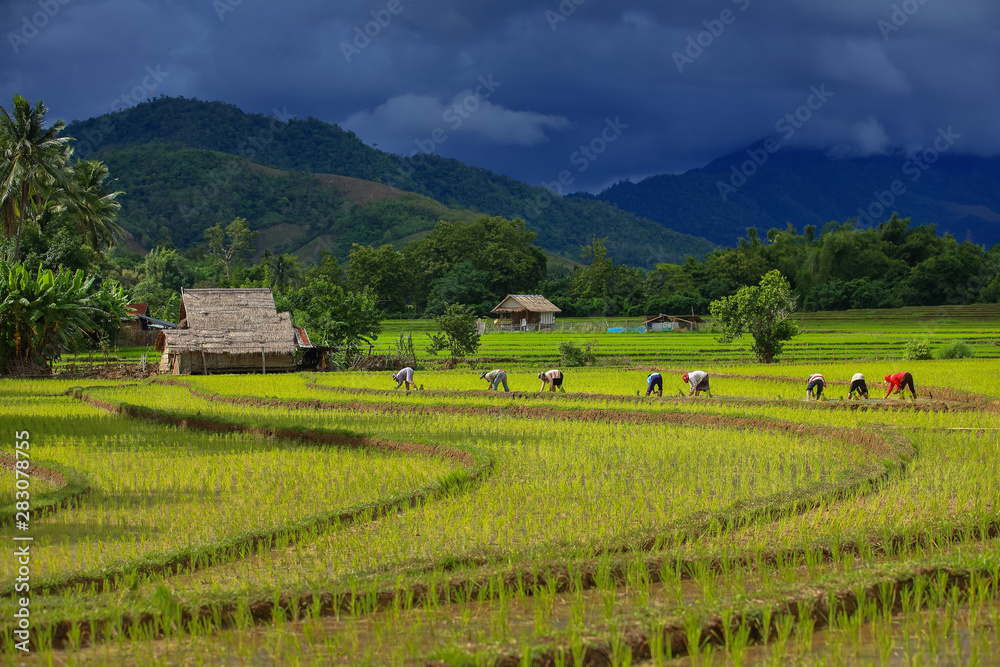 Thailand farmers rice planting working on the field. holding rice in hand rain season more cloud background mountain with hut
