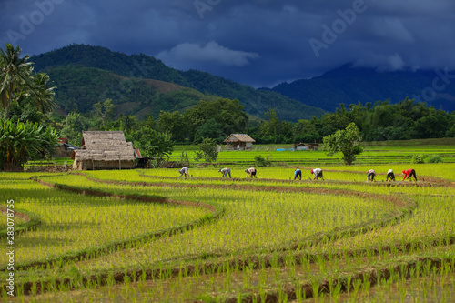 Thailand farmers rice planting working on the field. holding rice in hand rain season more cloud background mountain with hut © 22August