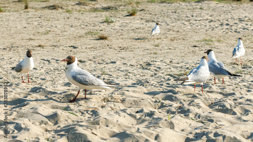 Fototapeta premium White seagulls on a sandy beach on a sunny day. birds on the sand by the sea