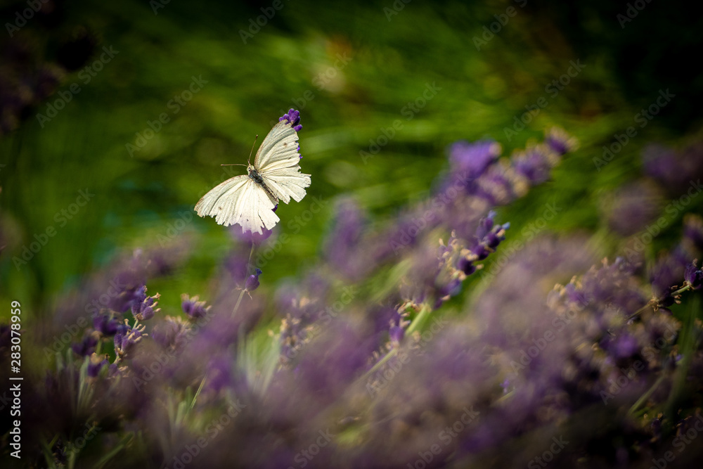 A white butterfly and lavender. Flying around, sitting, resting and flying again from flower to flower. Amazing scent from lavender attracts butterflies and bees. A white butterfly and lavender. Flying around, sitting, resting and flying again from flower to flower. Amazing scent from lavender attracts butterflies and bees.