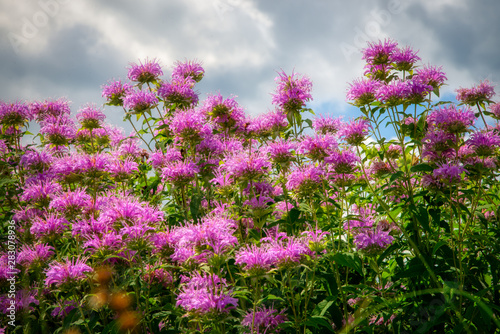 Pink Flowers with Clouds