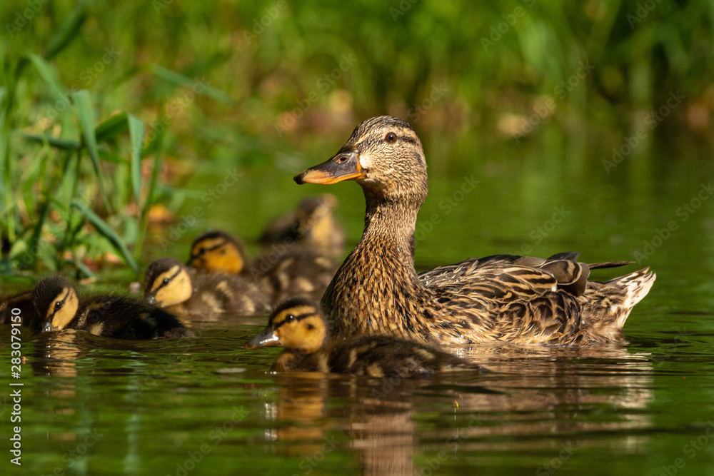 A duck mother with her little ducklings on a river. Very cautious and careful duck taking care to beware any possible danger. Cute scene. A duck mother with her little ducklings on a river. Very cautious and careful duck taking care to beware any possible danger. Cute scene.