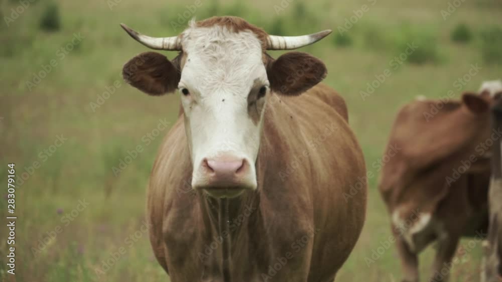 Cow from herd looking into camera flies on head and saliva dripping Cow from herd looking into camera flies on head and saliva dripping