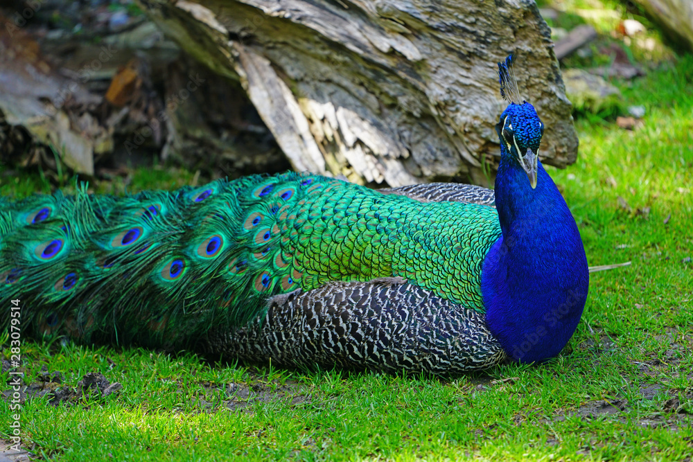 Obraz premium Colorful green and blue peacock bird with plume feathers