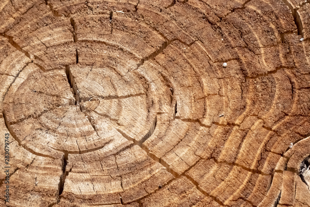Naklejka premium rings of a sawn tree trunk