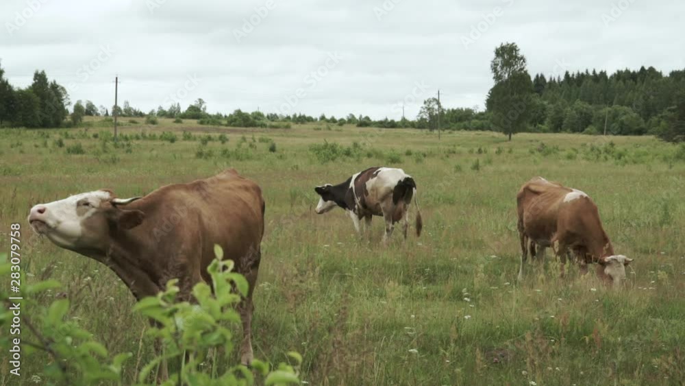 Cow moos on pasture land with other cows grazing in the background Cow moos on pasture land with other cows grazing in the background